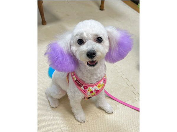 卒業犬のソニーちゃん♪